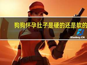 狗狗怀孕肚子是硬的还是软的（怀孕肚子是硬的还是软的）