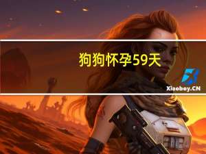 狗狗怀孕59天