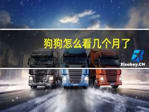 狗狗怎么看几个月了