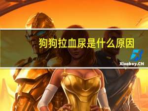 狗狗拉血尿是什么原因
