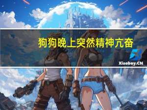 狗狗晚上突然精神亢奋