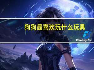 狗狗最喜欢玩什么玩具