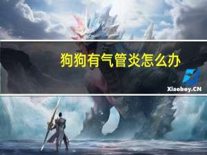 狗狗有气管炎怎么办