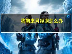 狗狗来月经期怎么办