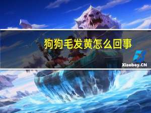 狗狗毛发黄怎么回事