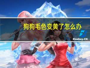 狗狗毛色变黄了怎么办
