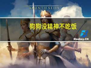 狗狗没精神不吃饭