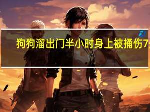 狗狗溜出门半小时身上被捅伤7处，主人怒报警