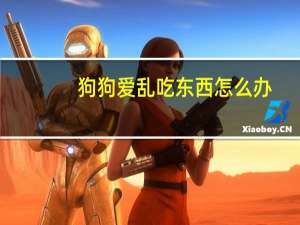 狗狗爱乱吃东西怎么办
