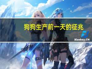 狗狗生产前一天的征兆