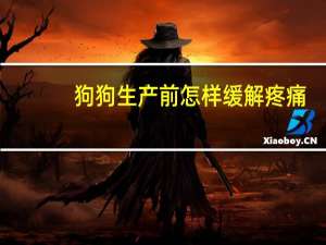 狗狗生产前怎样缓解疼痛