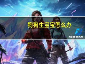 狗狗生宝宝怎么办