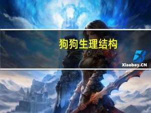 狗狗生理结构