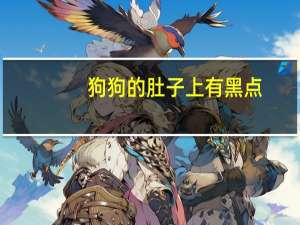 狗狗的肚子上有黑点