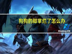 狗狗的脚掌烂了怎么办