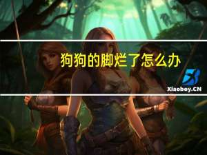 狗狗的脚烂了怎么办