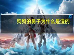 狗狗的鼻子为什么是湿的