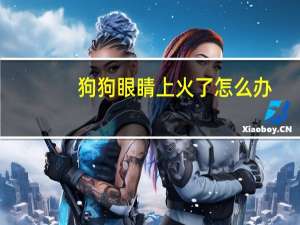 狗狗眼睛上火了怎么办