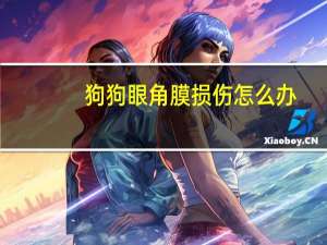 狗狗眼角膜损伤怎么办