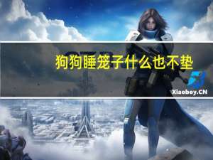 狗狗睡笼子什么也不垫