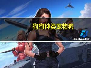狗狗种类宠物狗
