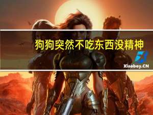 狗狗突然不吃东西没精神