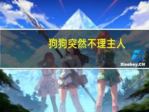 狗狗突然不理主人