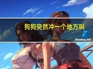 狗狗突然冲一个地方叫