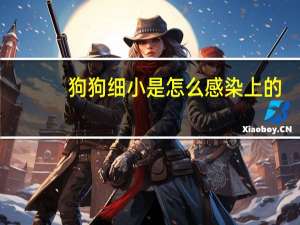 狗狗细小是怎么感染上的