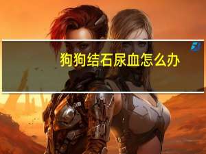 狗狗结石尿血怎么办