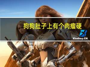 狗狗肚子上有个肉瘤硬