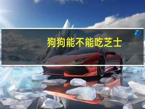 狗狗能不能吃芝士