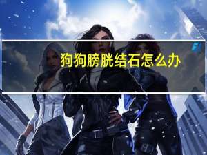 狗狗膀胱结石怎么办