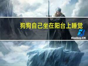 狗狗自己坐在阳台上睡觉