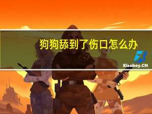 狗狗舔到了伤口怎么办