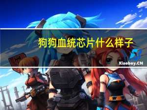狗狗血统芯片什么样子