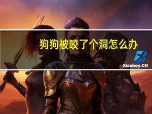 狗狗被咬了个洞怎么办