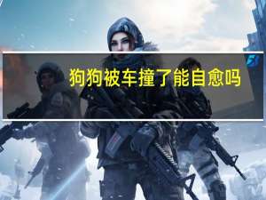 狗狗被车撞了能自愈吗