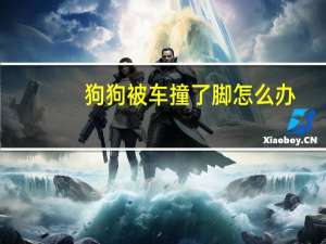 狗狗被车撞了脚怎么办