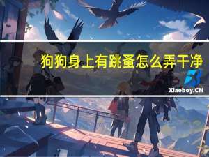 狗狗身上有跳蚤怎么弄干净
