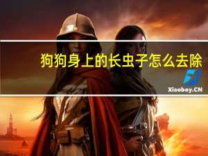 狗狗身上的长虫子怎么去除