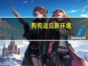 狗狗适应新环境