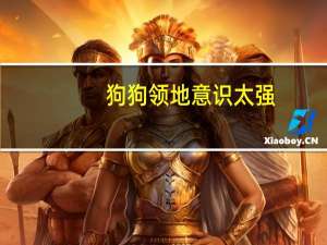 狗狗领地意识太强