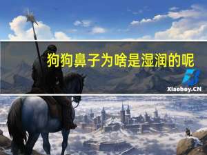 狗狗鼻子为啥是湿润的呢