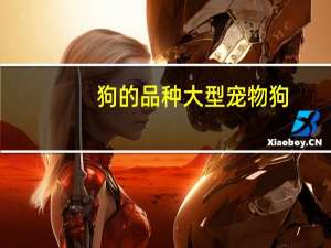 狗的品种大型宠物狗