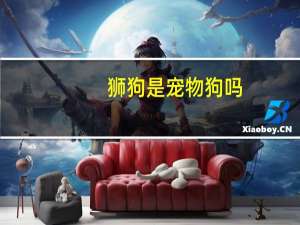 狮狗是宠物狗吗