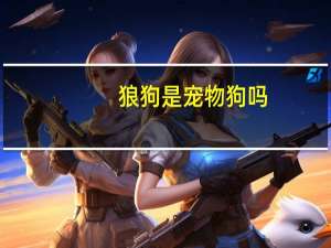 狼狗是宠物狗吗