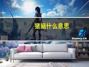 猪脑什么意思