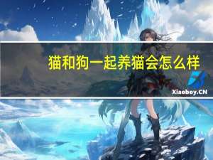 猫和狗一起养猫会怎么样