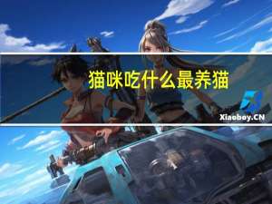 猫咪吃什么最养猫